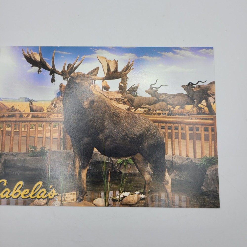 Cabelas Alaska Yukon Moose Diorama Postcard Dundee Michigan Bill Diers